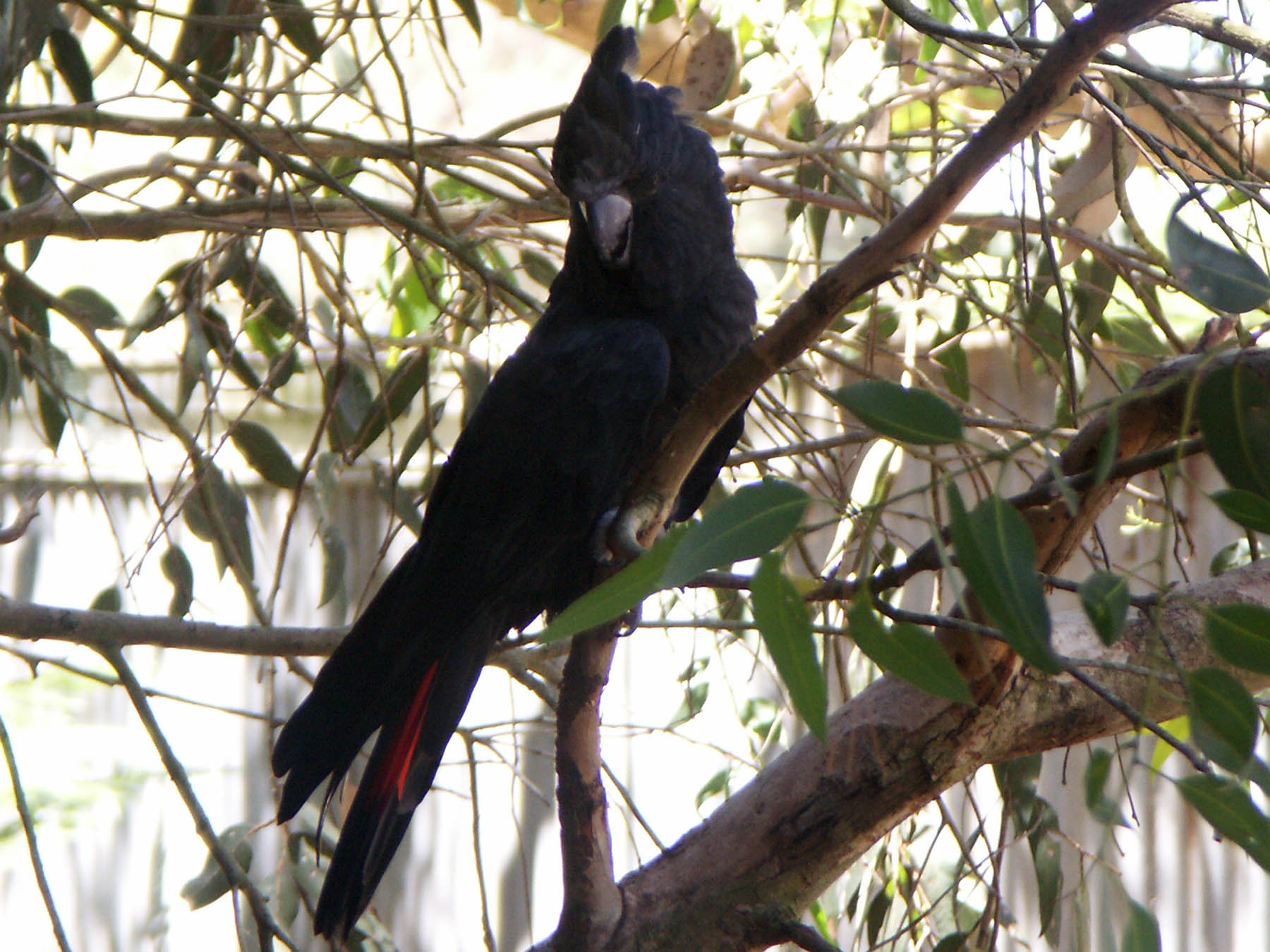 Kakadu hnedohlavý - Calyptorhynchus  lathami